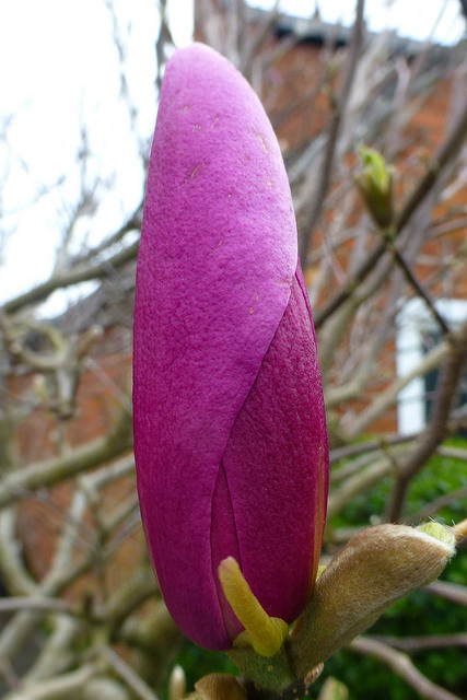 My garden (spring)