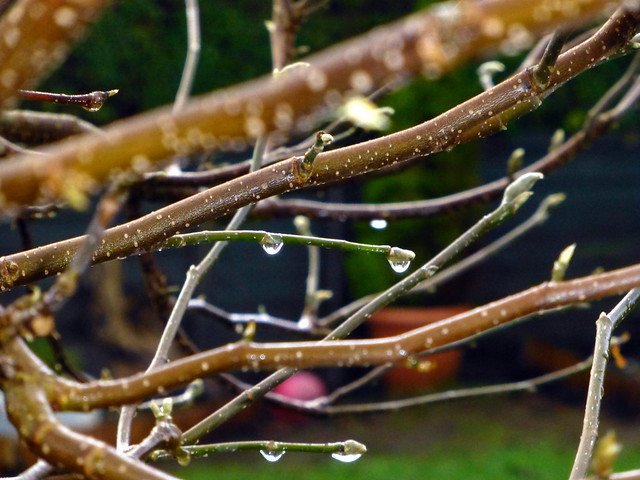 Spring Drops