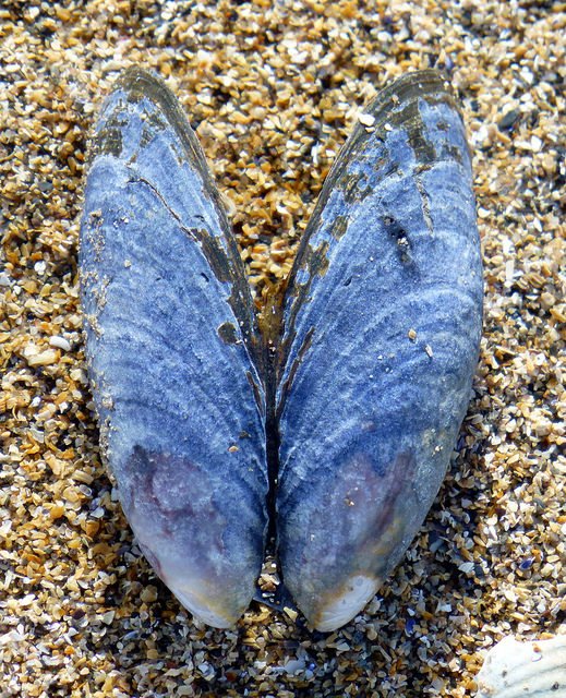 Seapark, Holywood