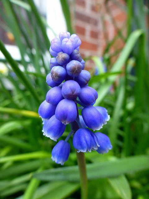 My garden (spring)