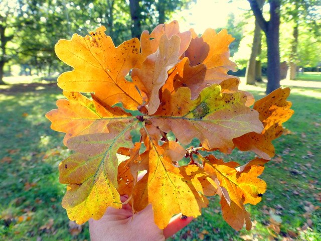 Autumn Oct16