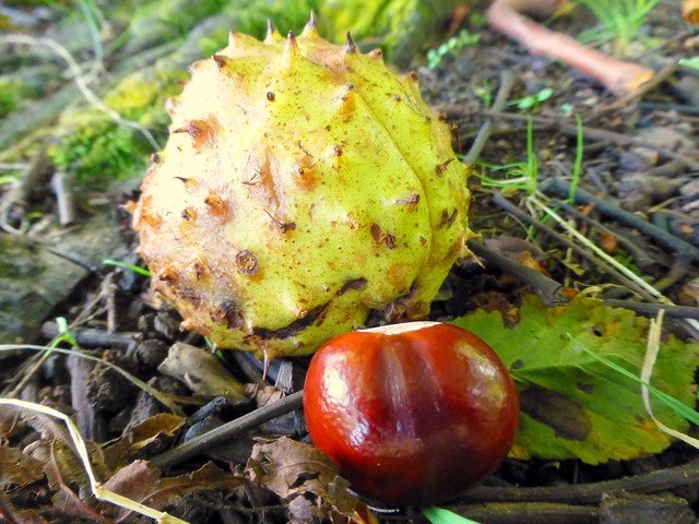Autumn Oct16