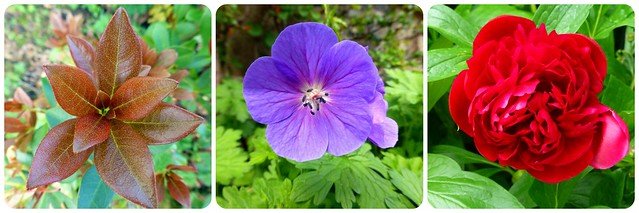 Rowallane National Trust May16
