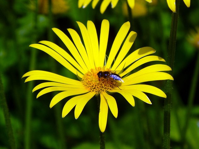 Rowallane National Trust House & Gardens May16